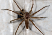 La Pisaure admirable. Un mle en chasse (Araneae - Pisauridae - Pisaura mirabilis)